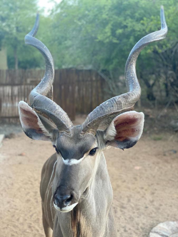 Birdsong Kruger Villa Marloth Park Dış mekan fotoğraf