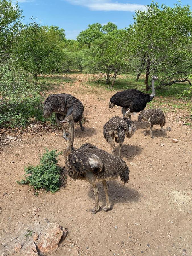 Birdsong Kruger Villa Marloth Park Dış mekan fotoğraf