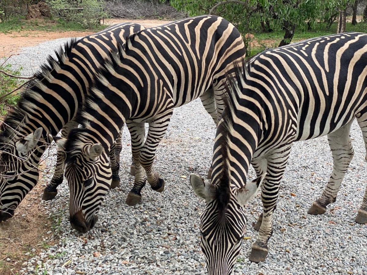 Birdsong Kruger Villa Marloth Park Dış mekan fotoğraf