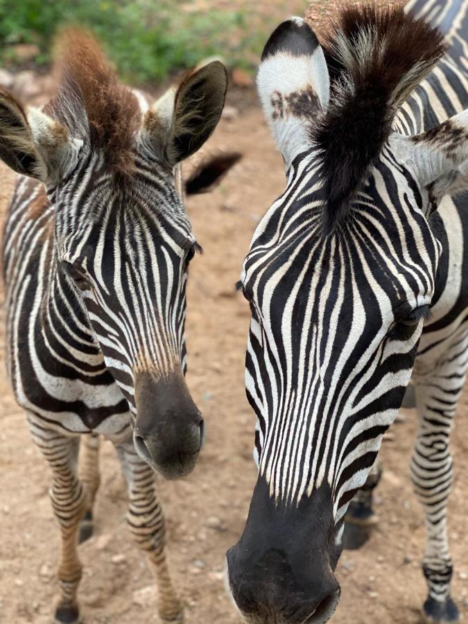 Birdsong Kruger Villa Marloth Park Dış mekan fotoğraf