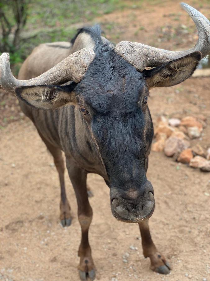 Birdsong Kruger Villa Marloth Park Dış mekan fotoğraf