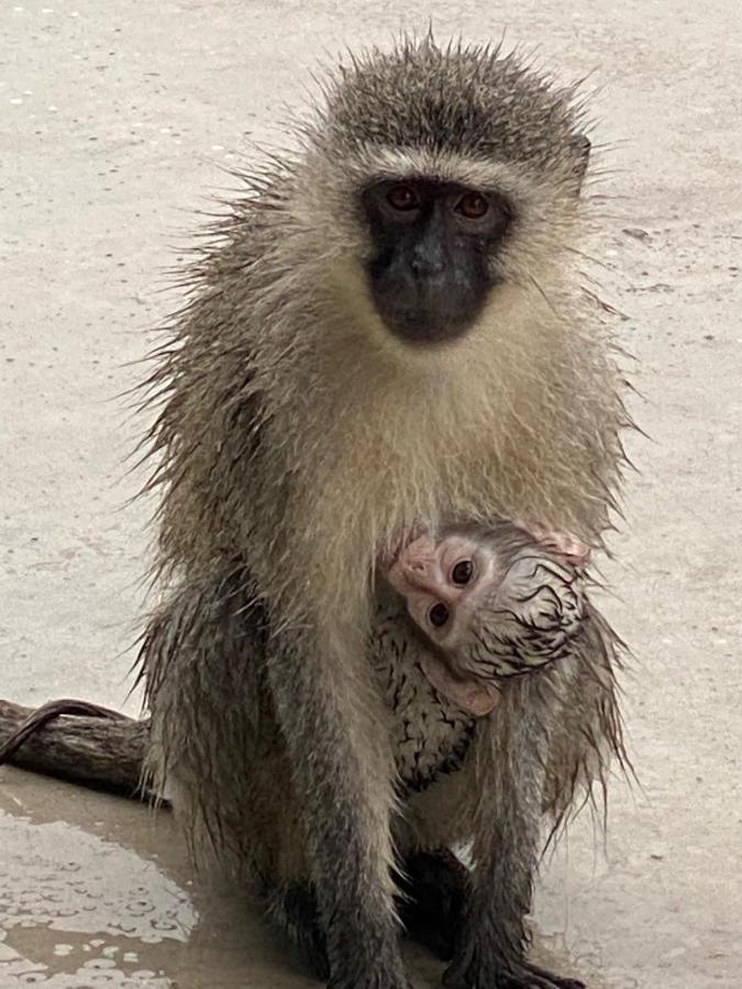 Birdsong Kruger Villa Marloth Park Dış mekan fotoğraf