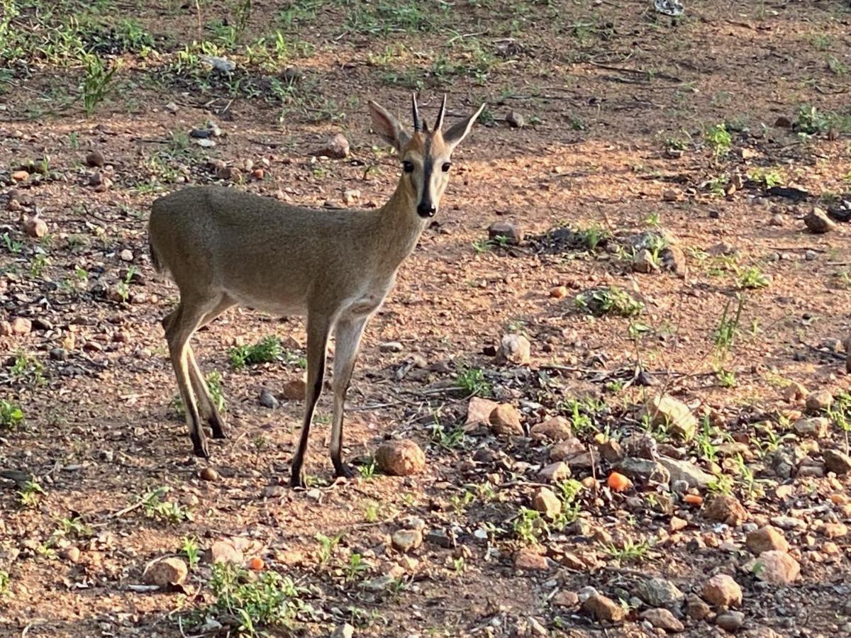 Birdsong Kruger Villa Marloth Park Dış mekan fotoğraf